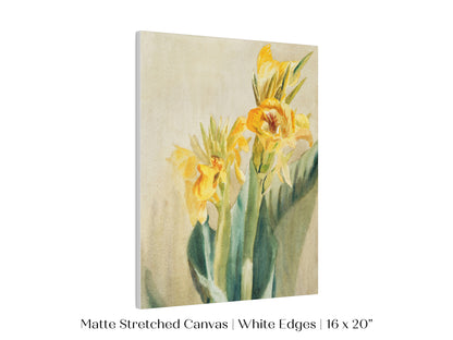Cana Lily | P61