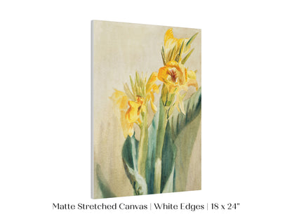 Cana Lily | P61