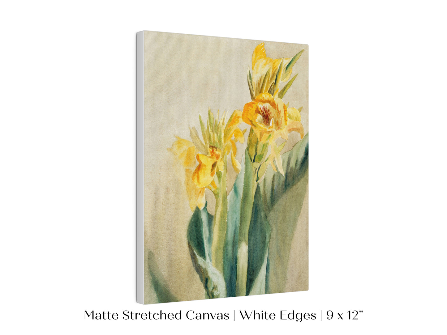 Cana Lily | P61