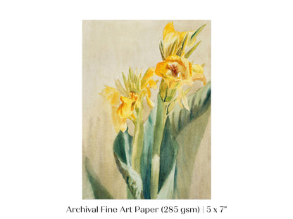 Cana Lily | P61