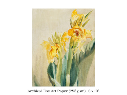 Cana Lily | P61