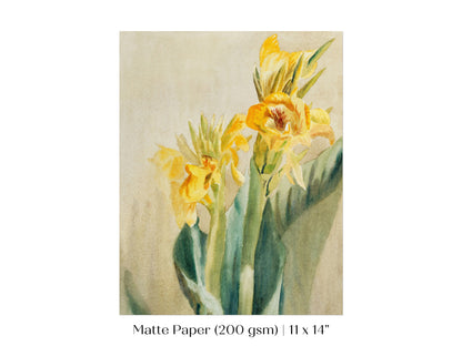 Cana Lily | P61