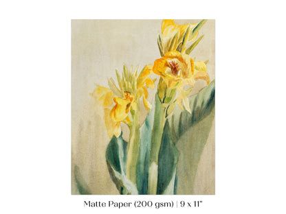 Cana Lily | P61