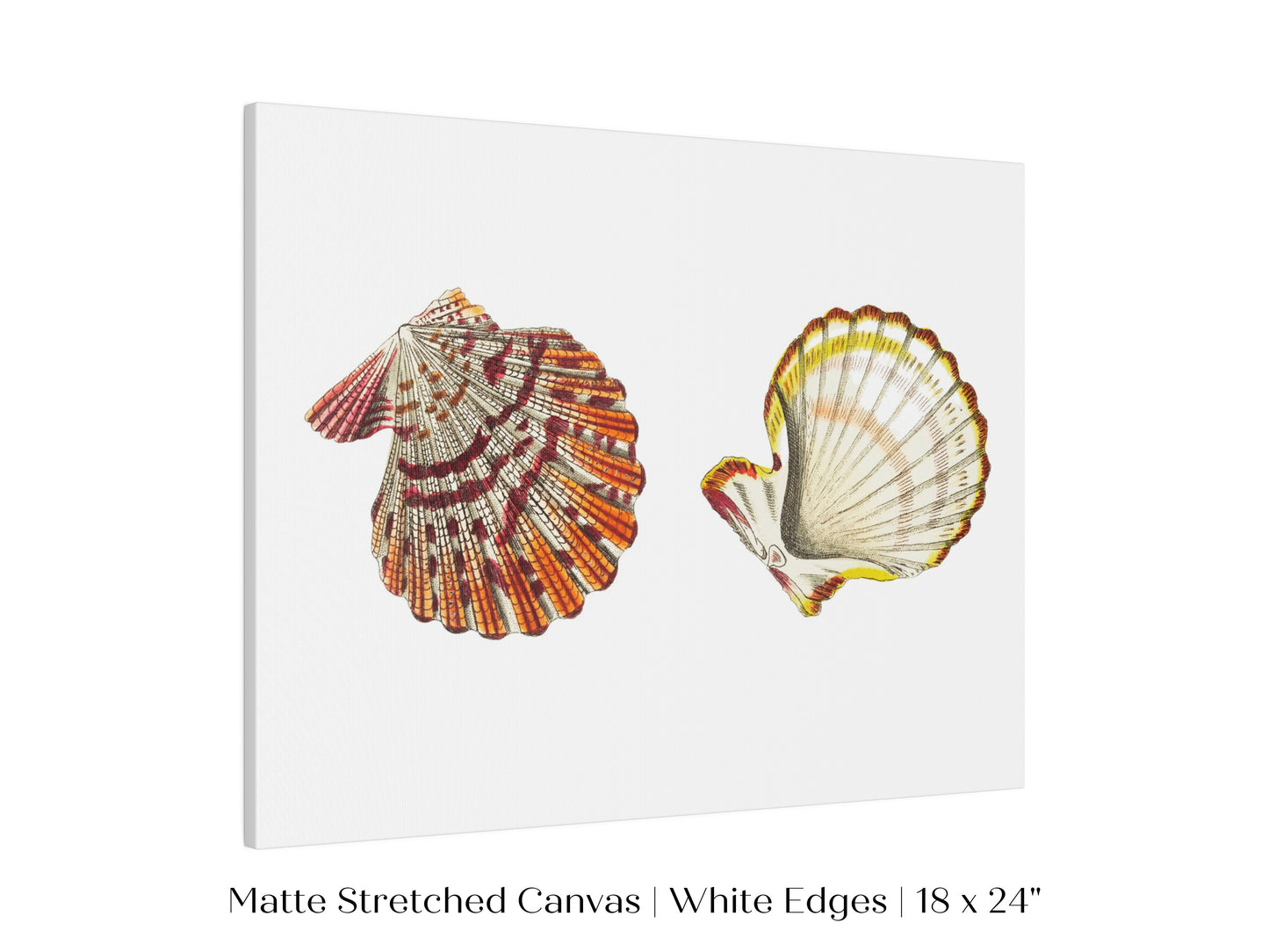 Mantle Scallop Shell Illustration | P76