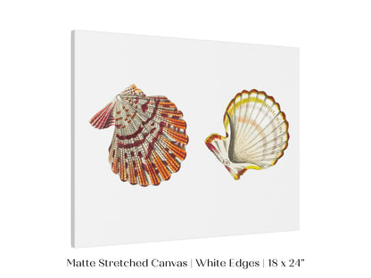 Mantle Scallop Shell Illustration | P76