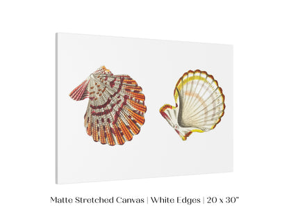Mantle Scallop Shell Illustration | P76