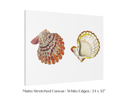 Mantle Scallop Shell Illustration | P76