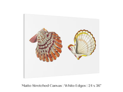 Mantle Scallop Shell Illustration | P76