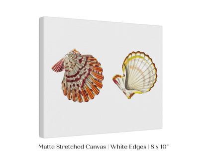 Mantle Scallop Shell Illustration | P76