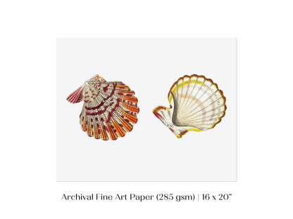 Mantle Scallop Shell Illustration | P76