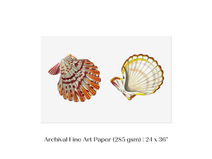 Mantle Scallop Shell Illustration | P76