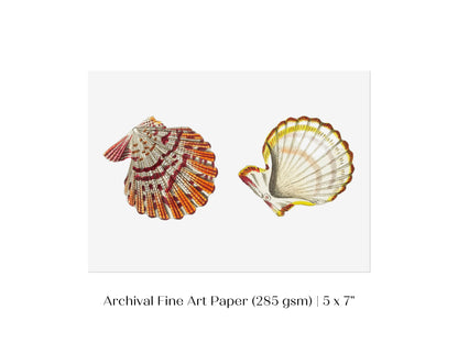 Mantle Scallop Shell Illustration | P76