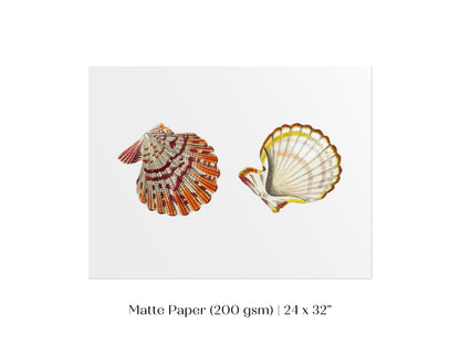 Mantle Scallop Shell Illustration | P76