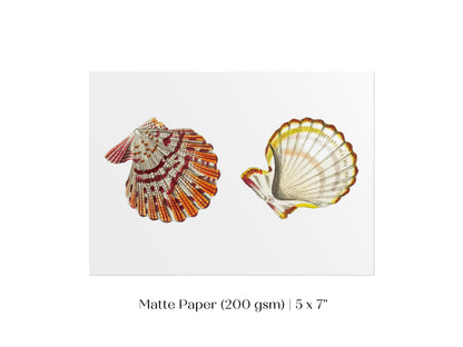Mantle Scallop Shell Illustration | P76