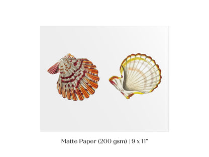 Mantle Scallop Shell Illustration | P76