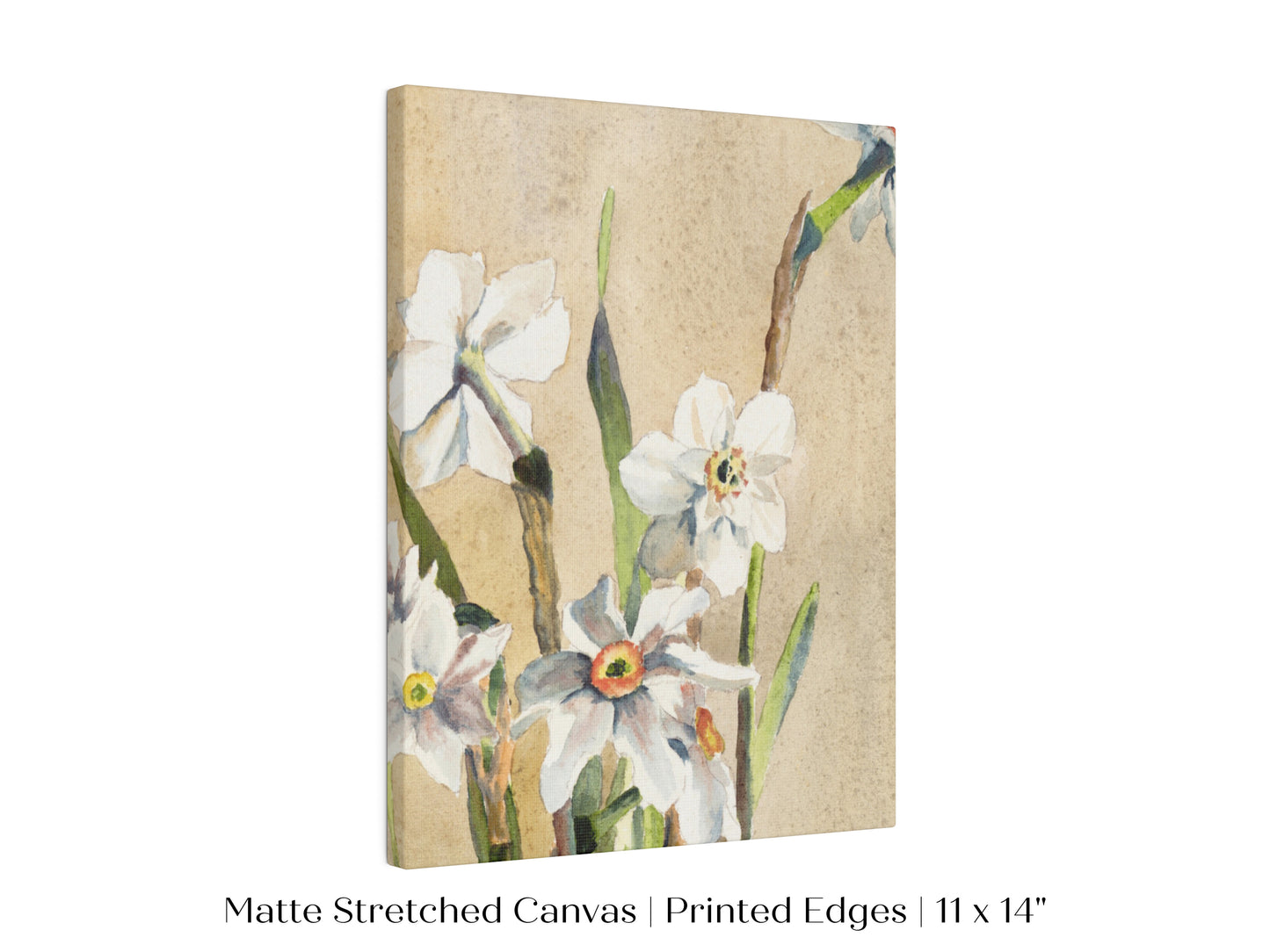 White Narcissus | P77