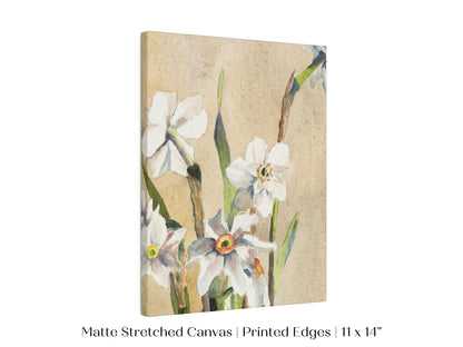 White Narcissus | P77