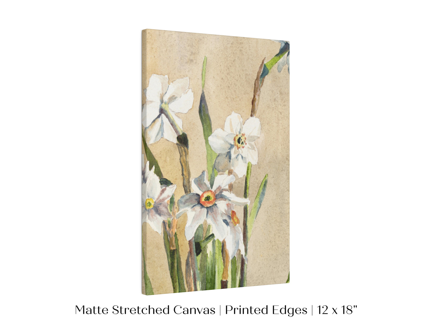White Narcissus | P77