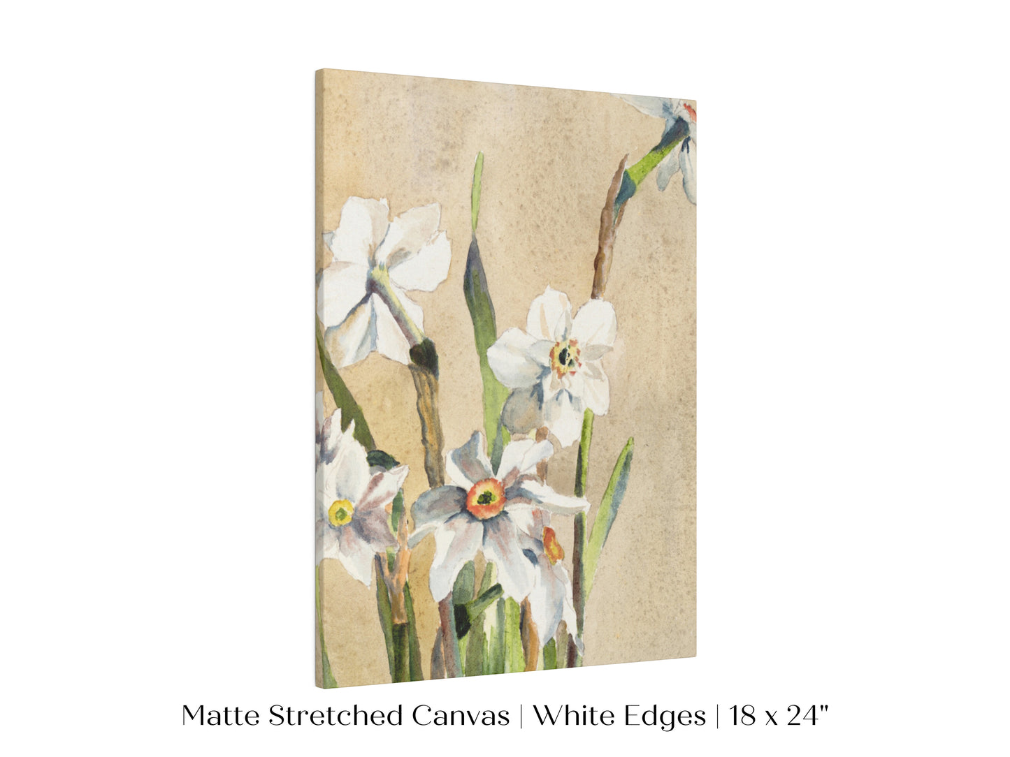 White Narcissus | P77