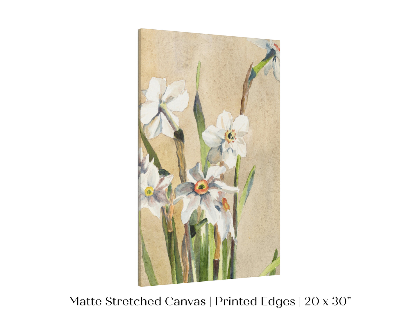 White Narcissus | P77