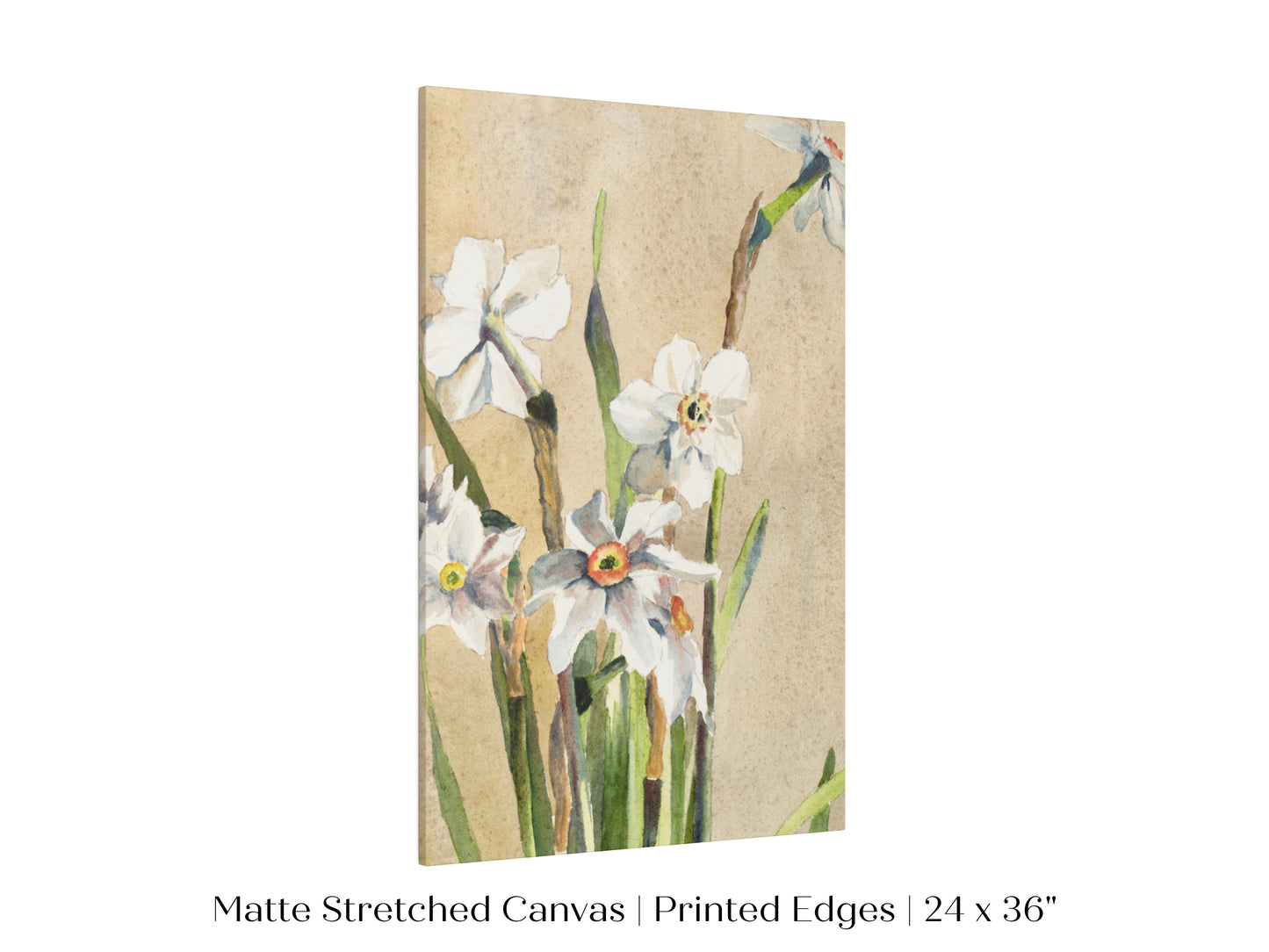 White Narcissus | P77