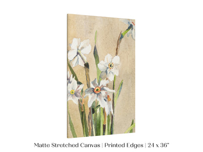 White Narcissus | P77