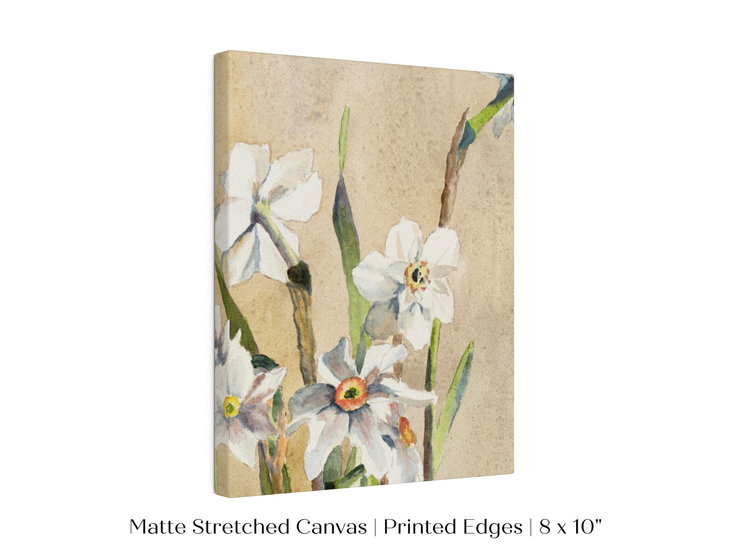 White Narcissus | P77