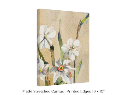 White Narcissus | P77
