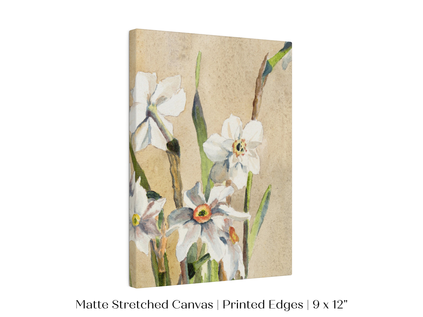 White Narcissus | P77