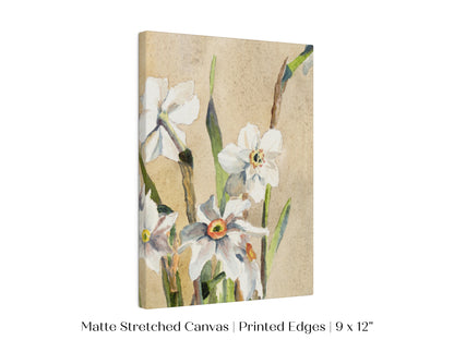 White Narcissus | P77