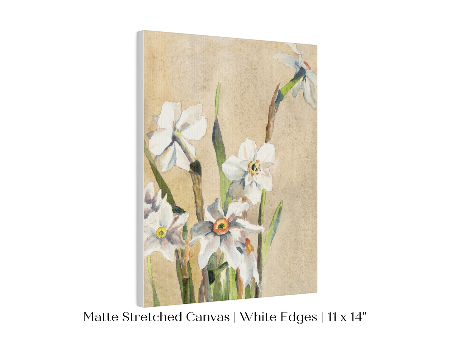White Narcissus | P77