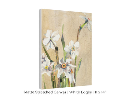 White Narcissus | P77