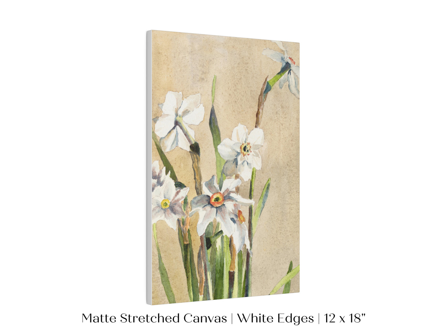 White Narcissus | P77
