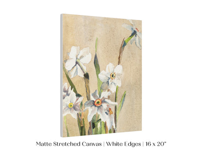 White Narcissus | P77