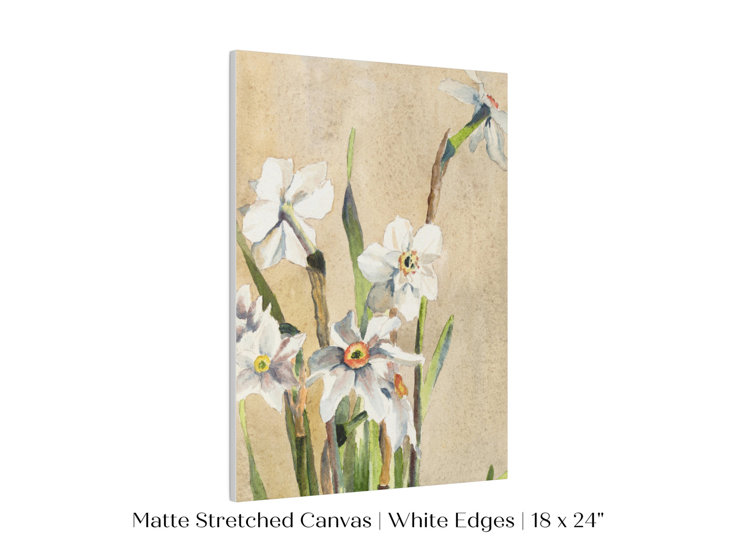 White Narcissus | P77