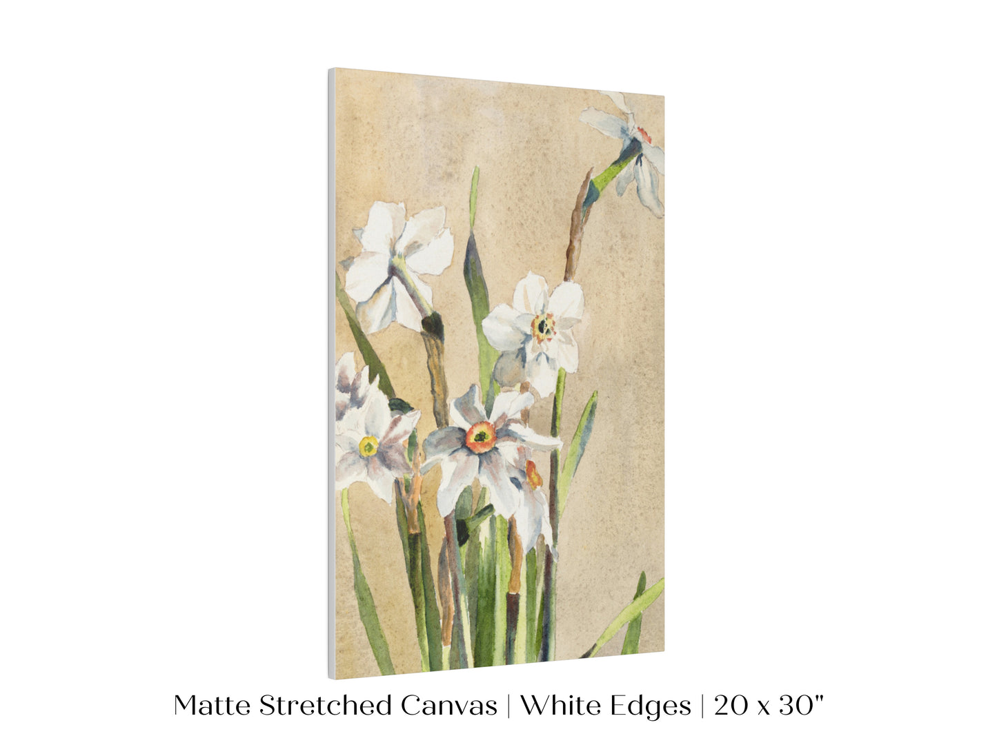 White Narcissus | P77