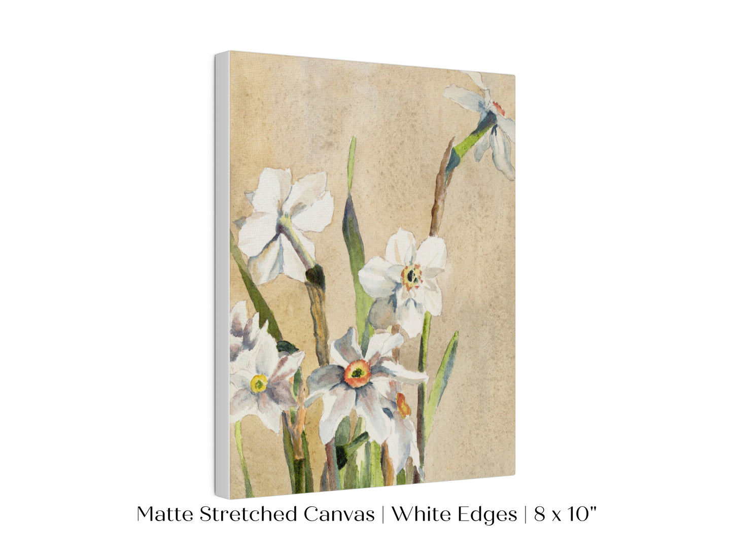 White Narcissus | P77