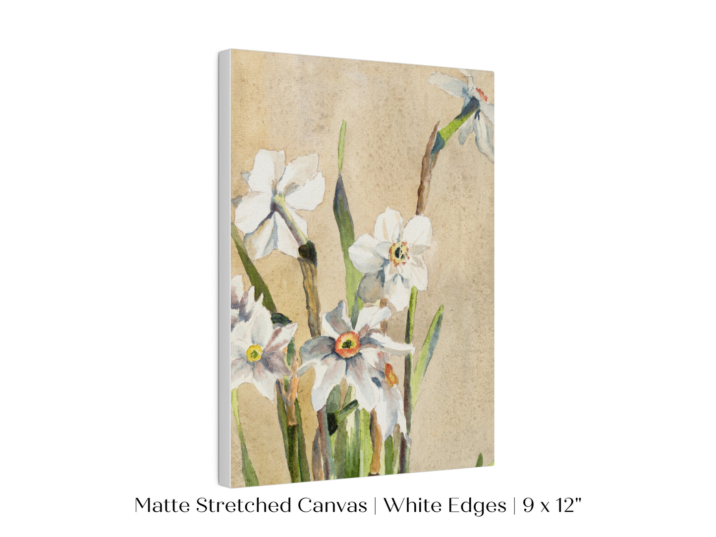 White Narcissus | P77