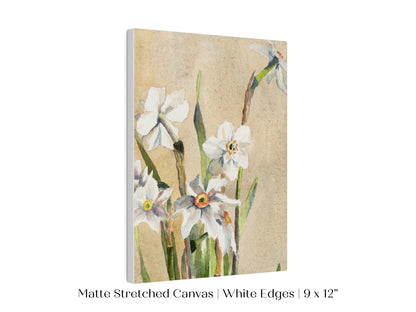 White Narcissus | P77