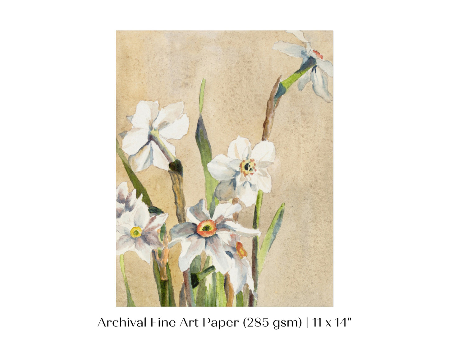 White Narcissus | P77