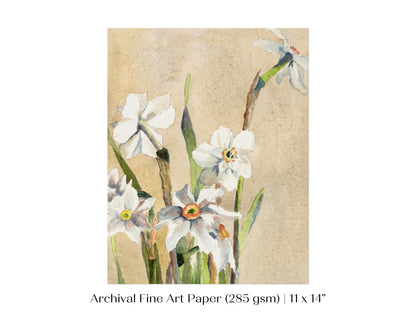 White Narcissus | P77