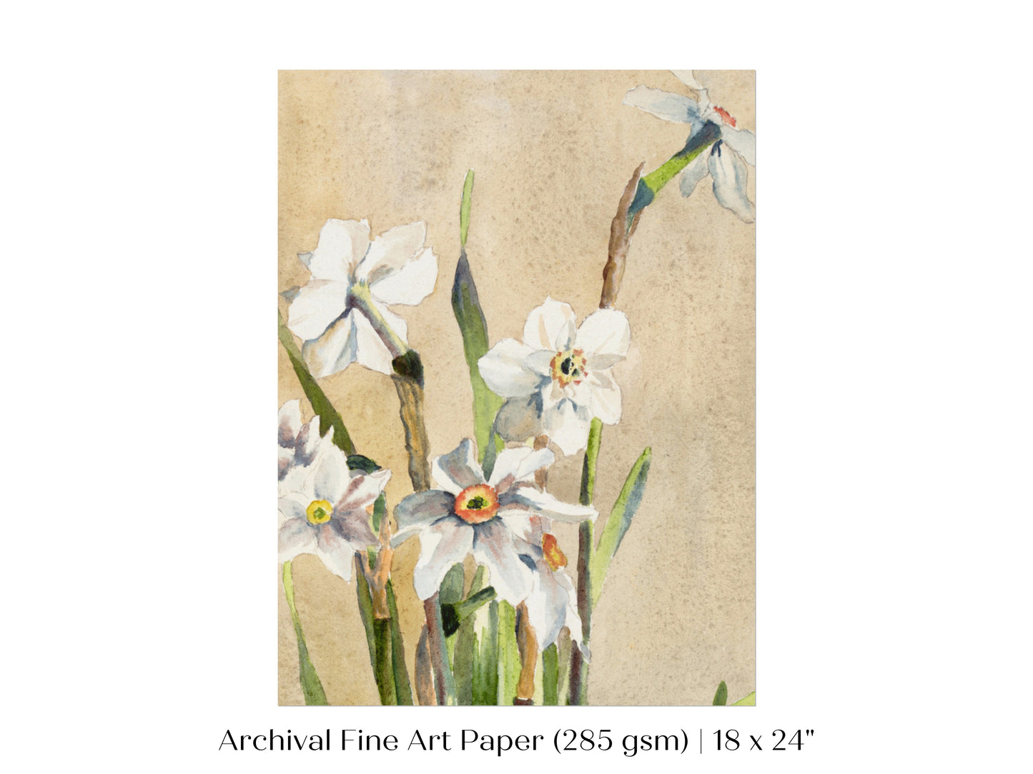 White Narcissus | P77