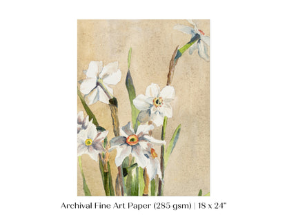 White Narcissus | P77
