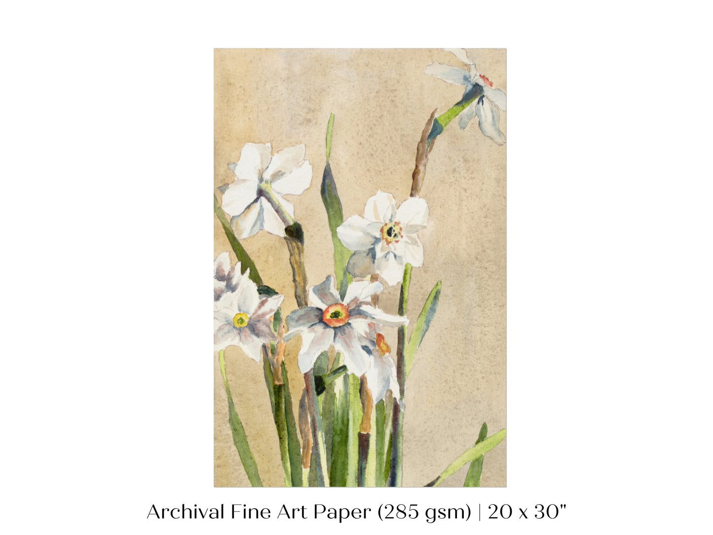 White Narcissus | P77