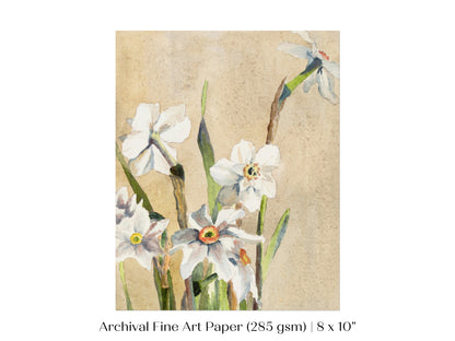 White Narcissus | P77