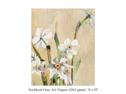 White Narcissus | P77