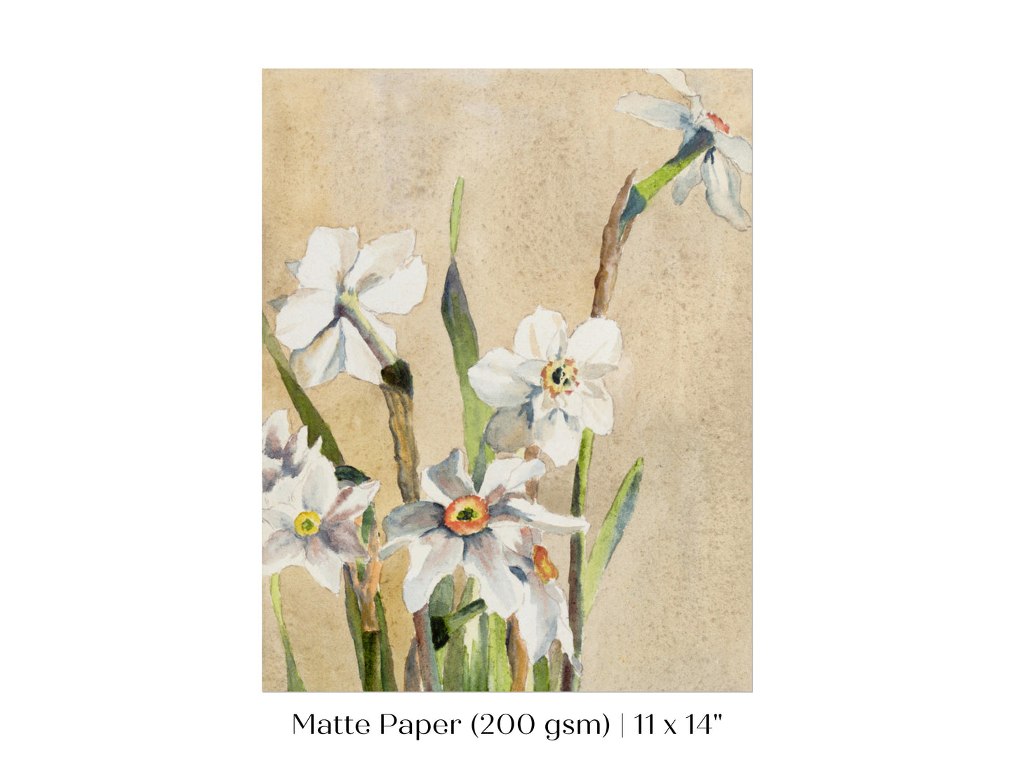 White Narcissus | P77