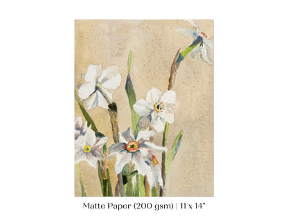 White Narcissus | P77