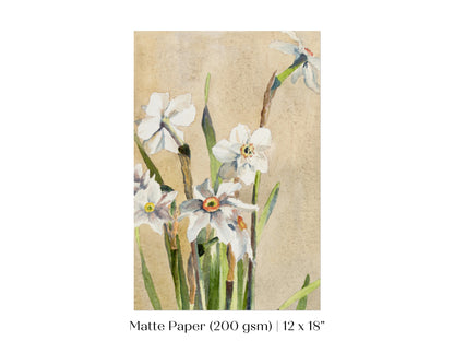 White Narcissus | P77