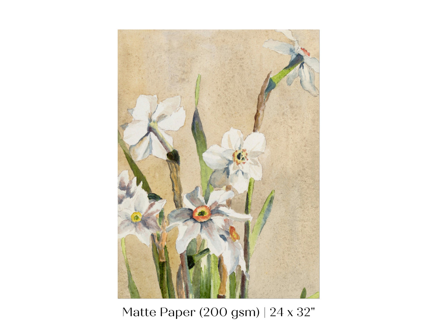 White Narcissus | P77